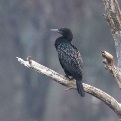 Phalacrocorax sulcirostris (Little Black Cormorant) at Greenway, ACT - 8 Dec 2019 by RodDeb