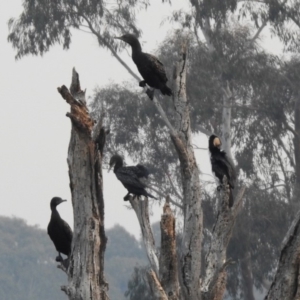 Phalacrocorax sulcirostris at Greenway, ACT - 8 Dec 2019