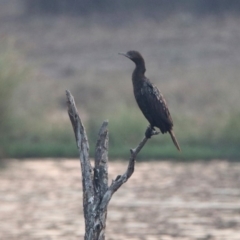 Phalacrocorax sulcirostris at Greenway, ACT - 8 Dec 2019