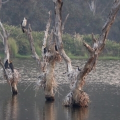 Microcarbo melanoleucos at Greenway, ACT - 8 Dec 2019