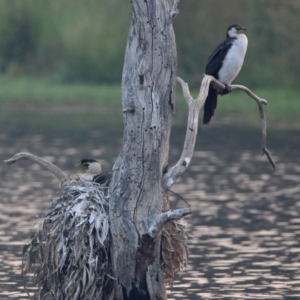 Microcarbo melanoleucos at Greenway, ACT - 8 Dec 2019