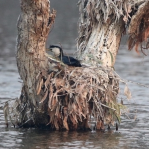 Microcarbo melanoleucos at Greenway, ACT - 8 Dec 2019