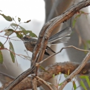 Rhipidura albiscapa at Greenway, ACT - 8 Dec 2019 07:44 PM