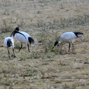 Threskiornis molucca at Greenway, ACT - 8 Dec 2019