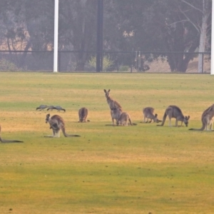 Macropus giganteus at Greenway, ACT - 8 Dec 2019