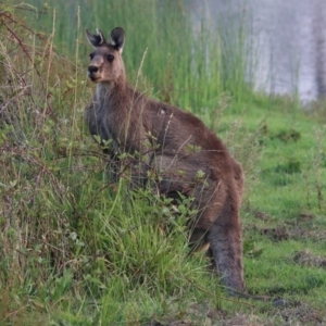 Macropus giganteus at Greenway, ACT - 8 Dec 2019