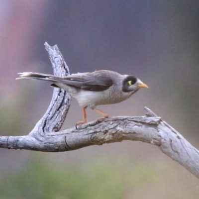 Manorina melanocephala (Noisy Miner) at Greenway, ACT - 8 Dec 2019 by RodDeb