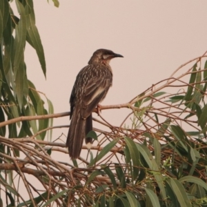 Anthochaera carunculata at Greenway, ACT - 8 Dec 2019