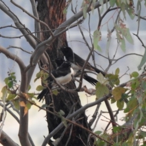 Rhipidura leucophrys at Greenway, ACT - 8 Dec 2019