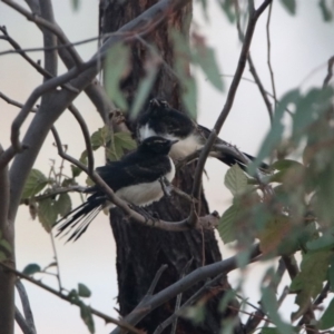 Rhipidura leucophrys at Greenway, ACT - 8 Dec 2019