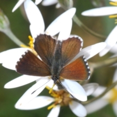 Neolucia agricola (Fringed Heath-blue) at Brindabella, NSW - 7 Dec 2019 by Harrisi