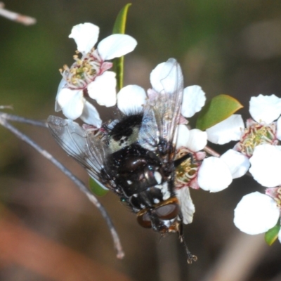 Amphibolia (Amphibolia) sp. (genus & subgenus) (A Bristle fly) at Cotter River, ACT - 7 Dec 2019 by Harrisi