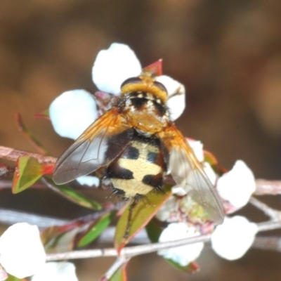 Microtropesa sp. (genus) (Tachinid fly) at Cotter River, ACT - 7 Dec 2019 by Harrisi