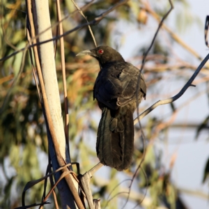 Corcorax melanorhamphos at Googong, NSW - 7 Dec 2019 07:46 PM