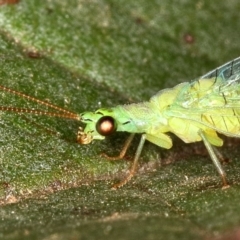 Mallada signatus (Green Lacewing) at Kambah, ACT - 9 Dec 2019 by Marthijn