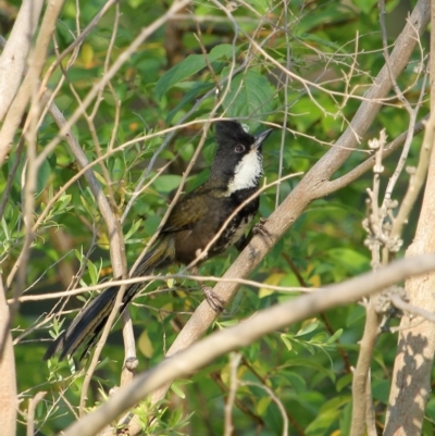 Psophodes olivaceus (Eastern Whipbird) at Bowral - 9 Dec 2019 by Snowflake