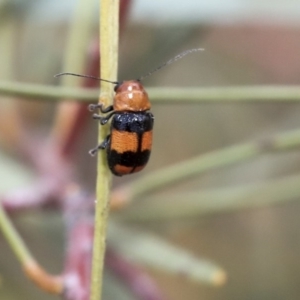 Aporocera (Aporocera) jocosa at Scullin, ACT - 9 Dec 2019