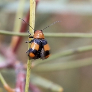 Aporocera (Aporocera) jocosa at Scullin, ACT - 9 Dec 2019 10:27 AM