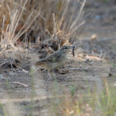 Cincloramphus mathewsi (Rufous Songlark) at Burradoo, NSW - 9 Dec 2019 by Snowflake