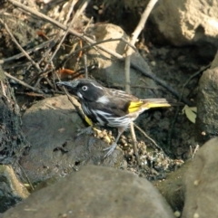 Phylidonyris novaehollandiae (New Holland Honeyeater) at Bowral, NSW - 9 Dec 2019 by Snowflake