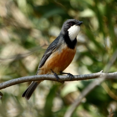 Pachycephala rufiventris (Rufous Whistler) at Burradoo - 9 Dec 2019 by Snowflake