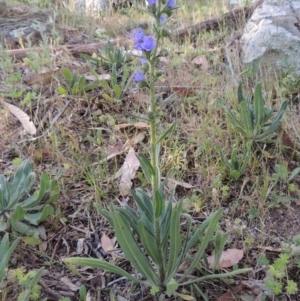 Echium vulgare at Tennent, ACT - 11 Nov 2019