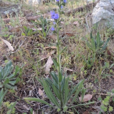 Echium vulgare (Vipers Bugloss) at Tennent, ACT - 11 Nov 2019 by MichaelBedingfield