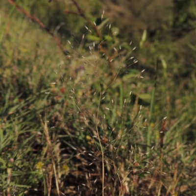 Aira elegantissima (Delicate Hairgrass) at Tennent, ACT - 11 Nov 2019 by michaelb