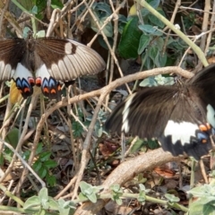 Papilio aegeus (Orchard Swallowtail, Large Citrus Butterfly) at Wallaga Lake, NSW - 5 Dec 2019 by JoyGeorgeson