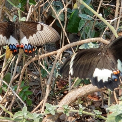 Papilio aegeus (Orchard Swallowtail, Large Citrus Butterfly) at Wallaga Lake, NSW - 5 Dec 2019 by JoyGeorgeson