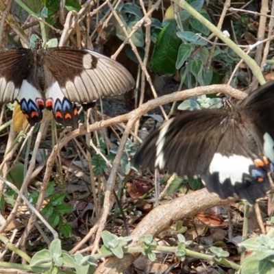 Papilio aegeus (Orchard Swallowtail, Large Citrus Butterfly) at Wallaga Lake, NSW - 5 Dec 2019 by Volplana