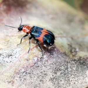 Dicranolaius bellulus at Scullin, ACT - 9 Dec 2019 10:13 AM