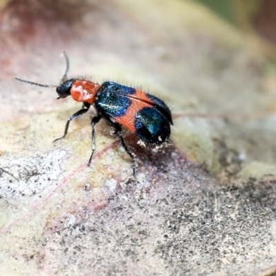 Dicranolaius bellulus (Red and Blue Pollen Beetle) at Scullin, ACT - 9 Dec 2019 by AlisonMilton