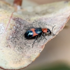 Dicranolaius bellulus at Scullin, ACT - 9 Dec 2019 10:13 AM