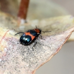 Dicranolaius bellulus at Scullin, ACT - 9 Dec 2019 10:13 AM