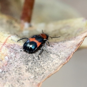 Dicranolaius bellulus at Scullin, ACT - 9 Dec 2019