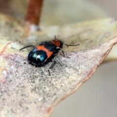 Dicranolaius bellulus at Scullin, ACT - 9 Dec 2019 10:13 AM