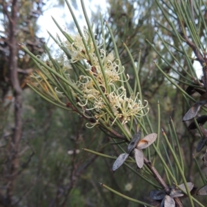 Hakea microcarpa at Tennent, ACT - 11 Nov 2019