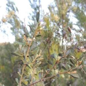 Bursaria spinosa at Tennent, ACT - 11 Nov 2019