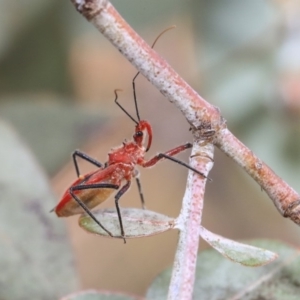 Gminatus australis at Scullin, ACT - 9 Dec 2019