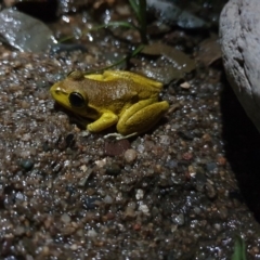 Litoria lesueuri (Lesueur's Tree-frog) at Karabar, NSW - 28 Nov 2019 by RobSpeirs