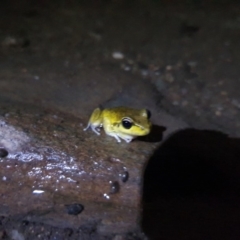 Litoria lesueuri at Karabar, NSW - 28 Nov 2019