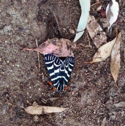 Comocrus behri (Mistletoe Day Moth) at Paddys River, ACT - 9 Dec 2019 by KMcCue