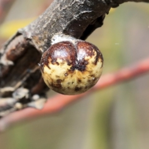 Cryptes baccatus at Scullin, ACT - 9 Dec 2019