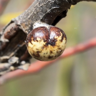 Cryptes baccatus (Wattle Tick Scale) at Scullin, ACT - 8 Dec 2019 by AlisonMilton