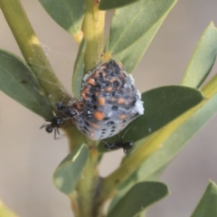 Icerya acaciae (Acacia mealy bug) at Scullin, ACT - 9 Dec 2019 by AlisonMilton