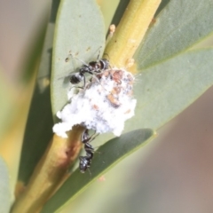 Icerya acaciae at Scullin, ACT - 9 Dec 2019