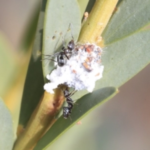 Iridomyrmex sp. (genus) at Scullin, ACT - 9 Dec 2019