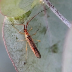 Rayieria acaciae (Acacia-spotting bug) at Scullin, ACT - 9 Dec 2019 by AlisonMilton