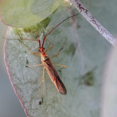 Rayieria acaciae (Acacia-spotting bug) at Scullin, ACT - 9 Dec 2019 by AlisonMilton